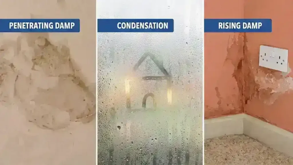 Causes of mould in a UK rental bedroom, condensation, penetrating damp, and rising damp compared