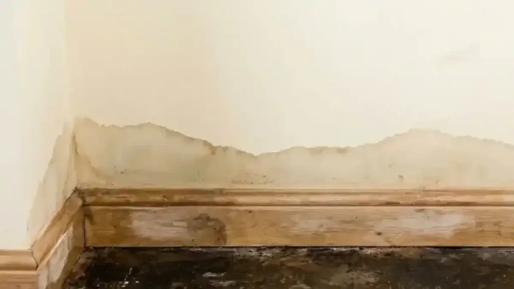 Tide mark pattern of rising damp above a wooden skirting board